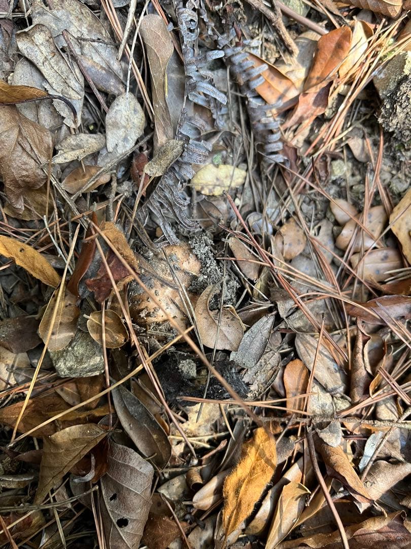 【大阪泉州産】天然松茸「ちょっとブサイクちゃん」3本130g国産