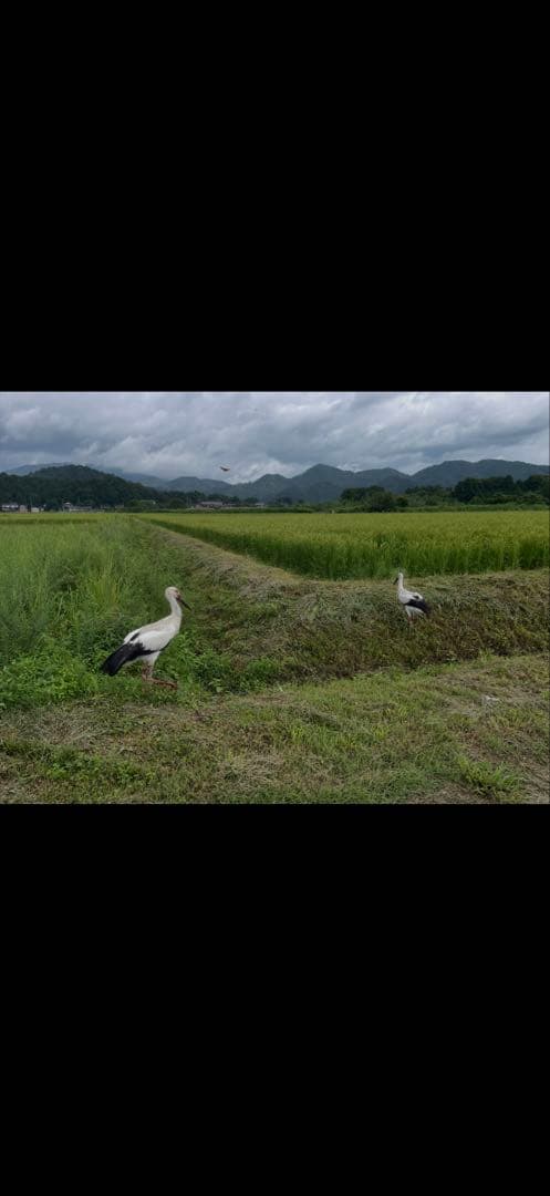 ② ゆうだい21 （白米3kg）・コシヒカリ（白米5kg）セット