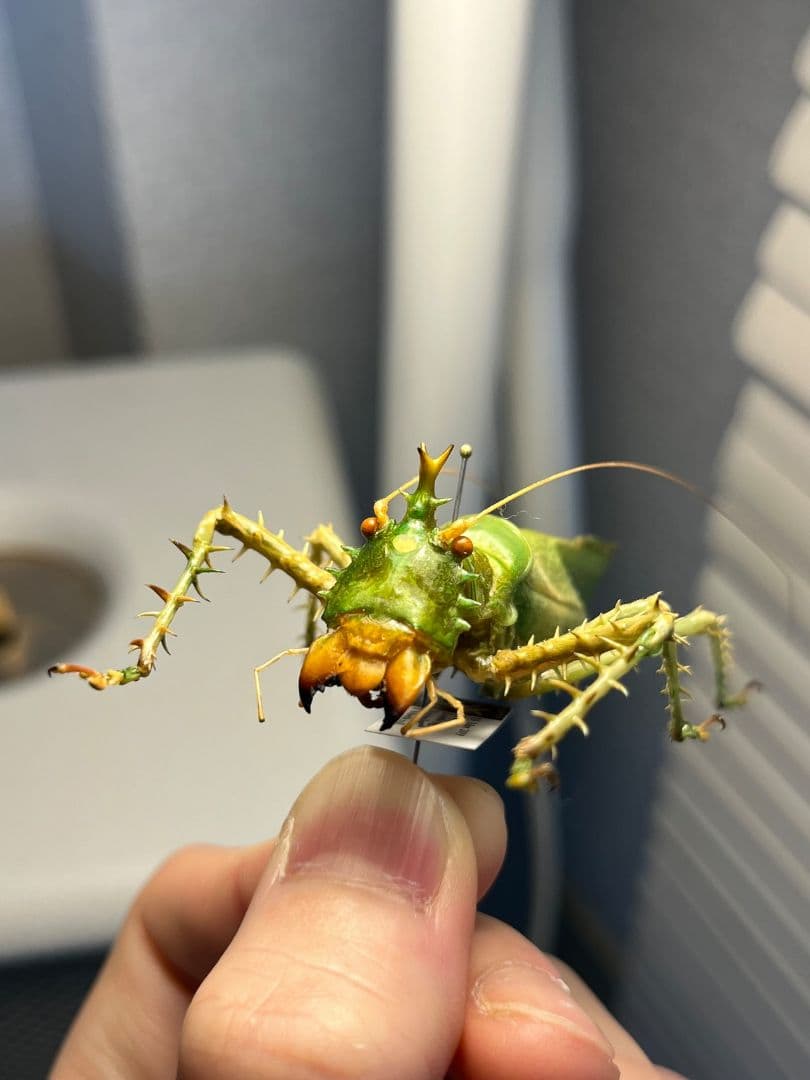 【色残抜群】トゲアクマツユムシ リオック 直翅類 カマキリ マンティス　標本