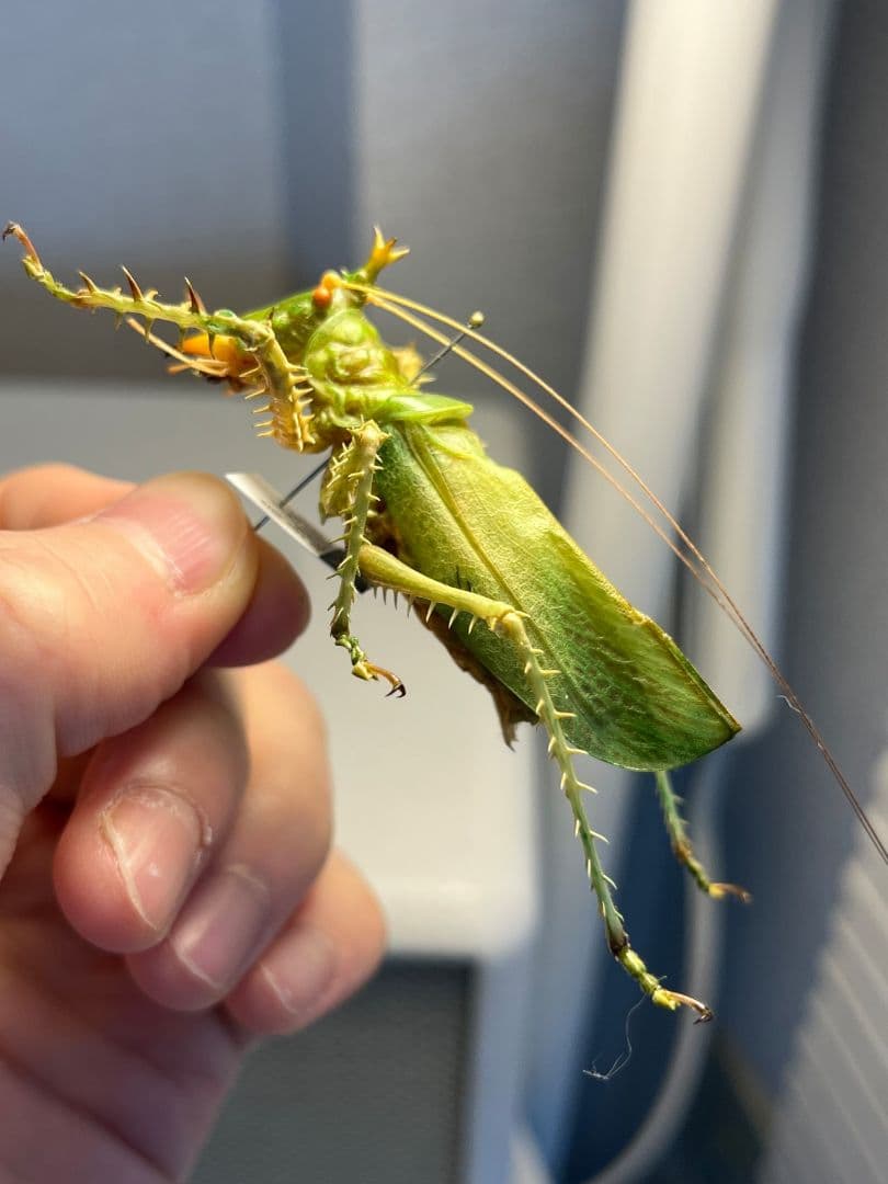 【色残抜群】トゲアクマツユムシ リオック 直翅類 カマキリ マンティス　標本