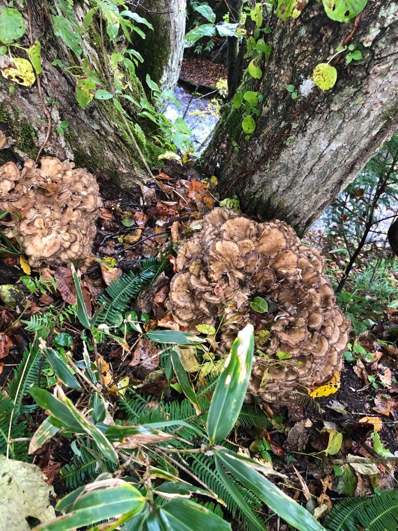 秋田県産　舞茸　マイタケ　まいたけ　本日のみ　2.8kg 10月21日