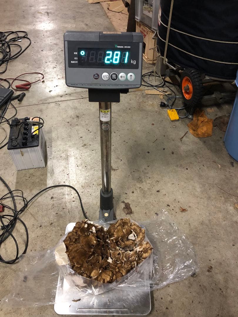 秋田県産　舞茸　マイタケ　まいたけ　本日のみ　2.8kg 10月21日