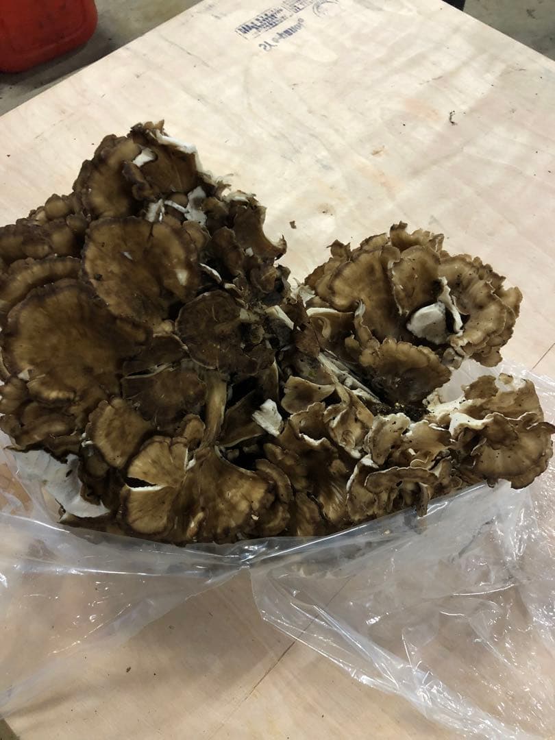 秋田県産　舞茸　マイタケ　まいたけ　本日のみ　2.8kg 10月21日