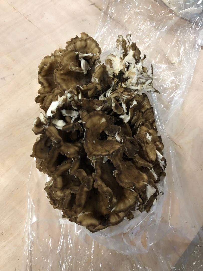 秋田県産　舞茸　マイタケ　まいたけ　本日のみ　2.8kg 10月21日