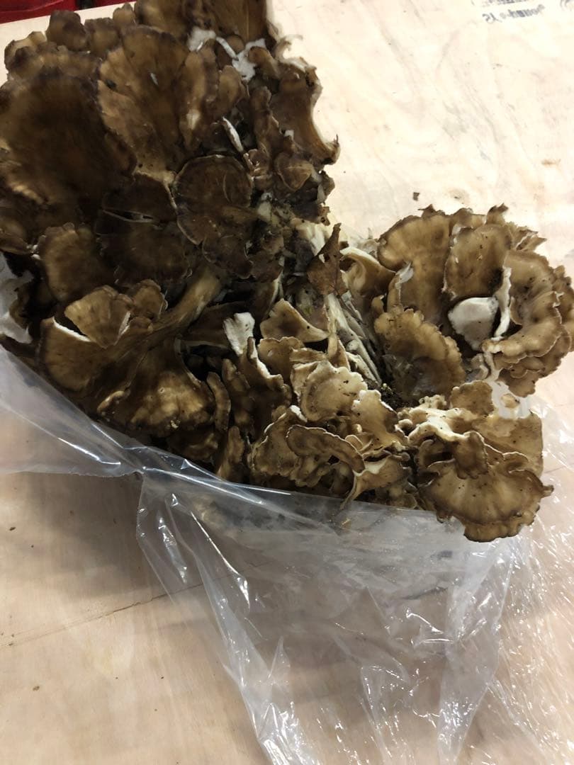 秋田県産　舞茸　マイタケ　まいたけ　本日のみ　2.8kg 10月21日