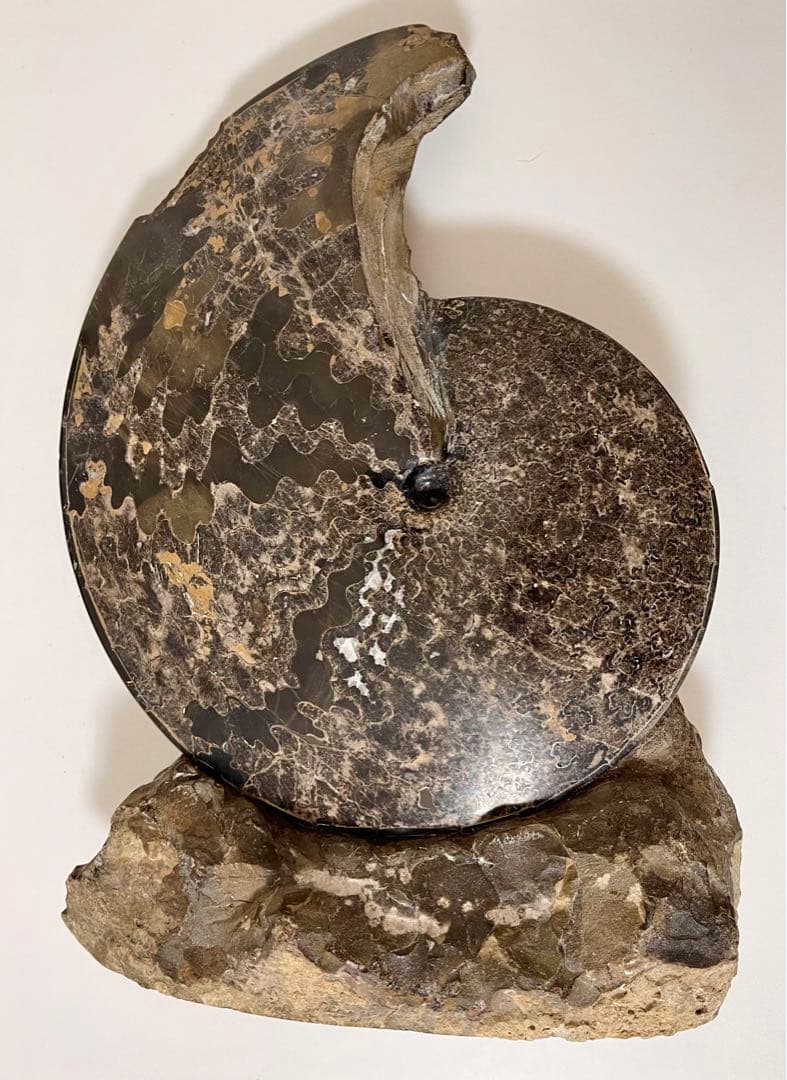 アンモナイト 化石 メキシコ産 大型 5.7kg 貴重 海外持出禁止◆入手困難