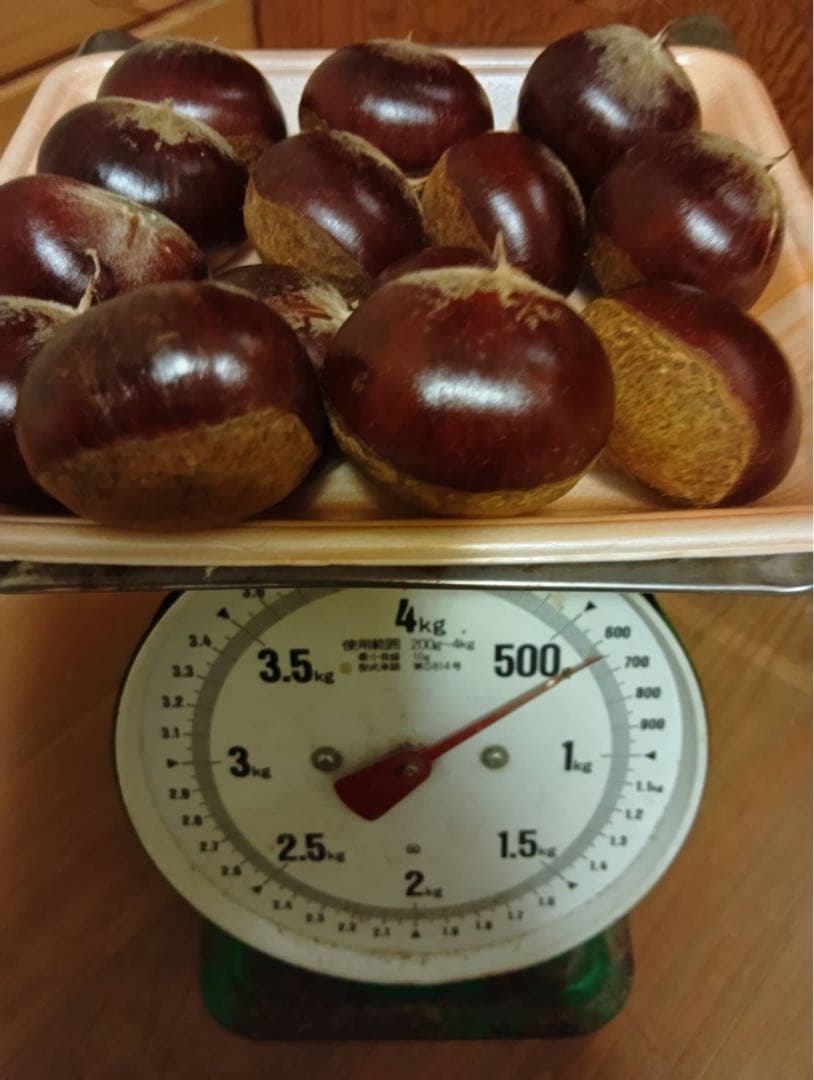終盤！熊本県産　栗　生栗　朝採れ栗