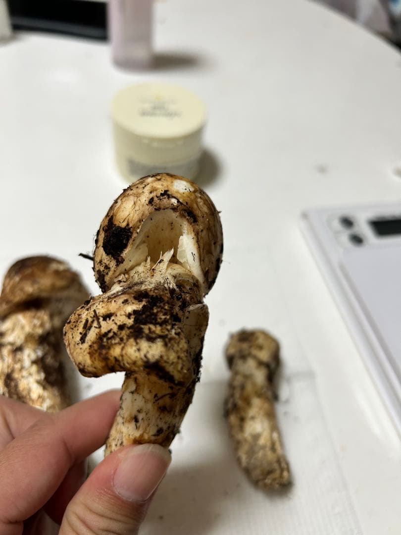 国産松茸極上134g