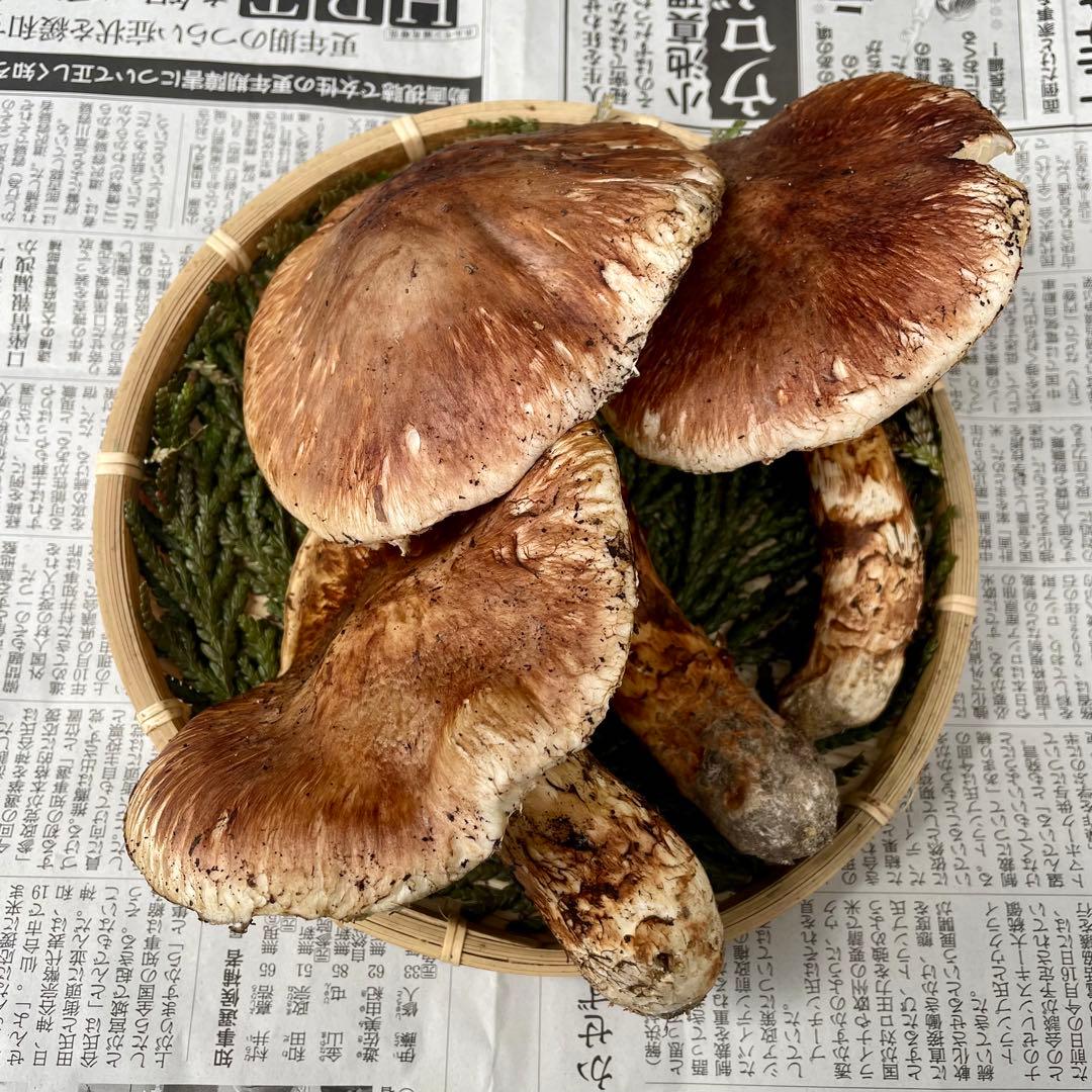 天然きのこ 松茸 国産 マツタケ まつたけ 山形県産 森の凛さん採取 その202