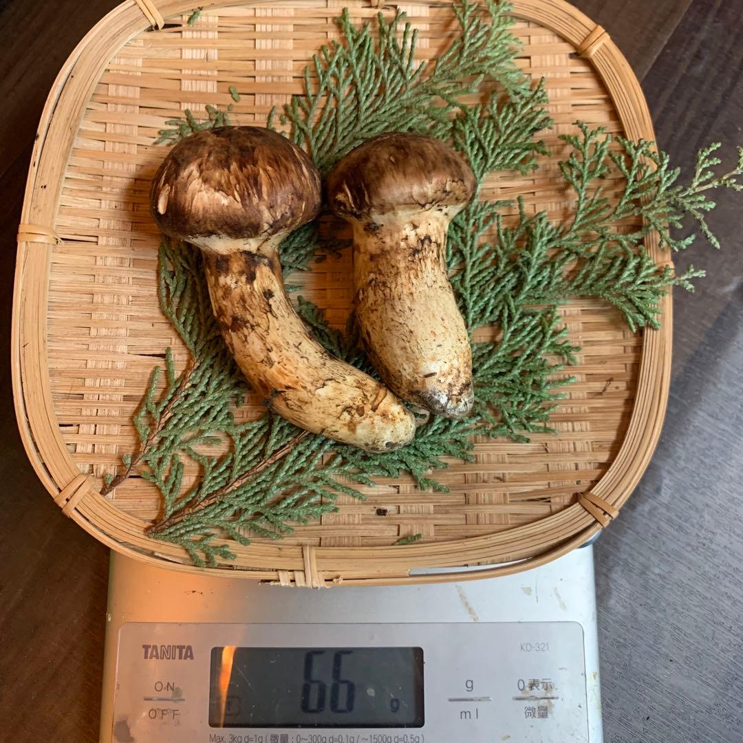 ②③④【岩手県産天然松茸】収穫最終　国産本場　訳あり開き　採れたて　産地直送