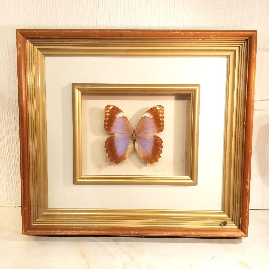 ヴィンテージアート 蝶の標本 モルフォ蝶
