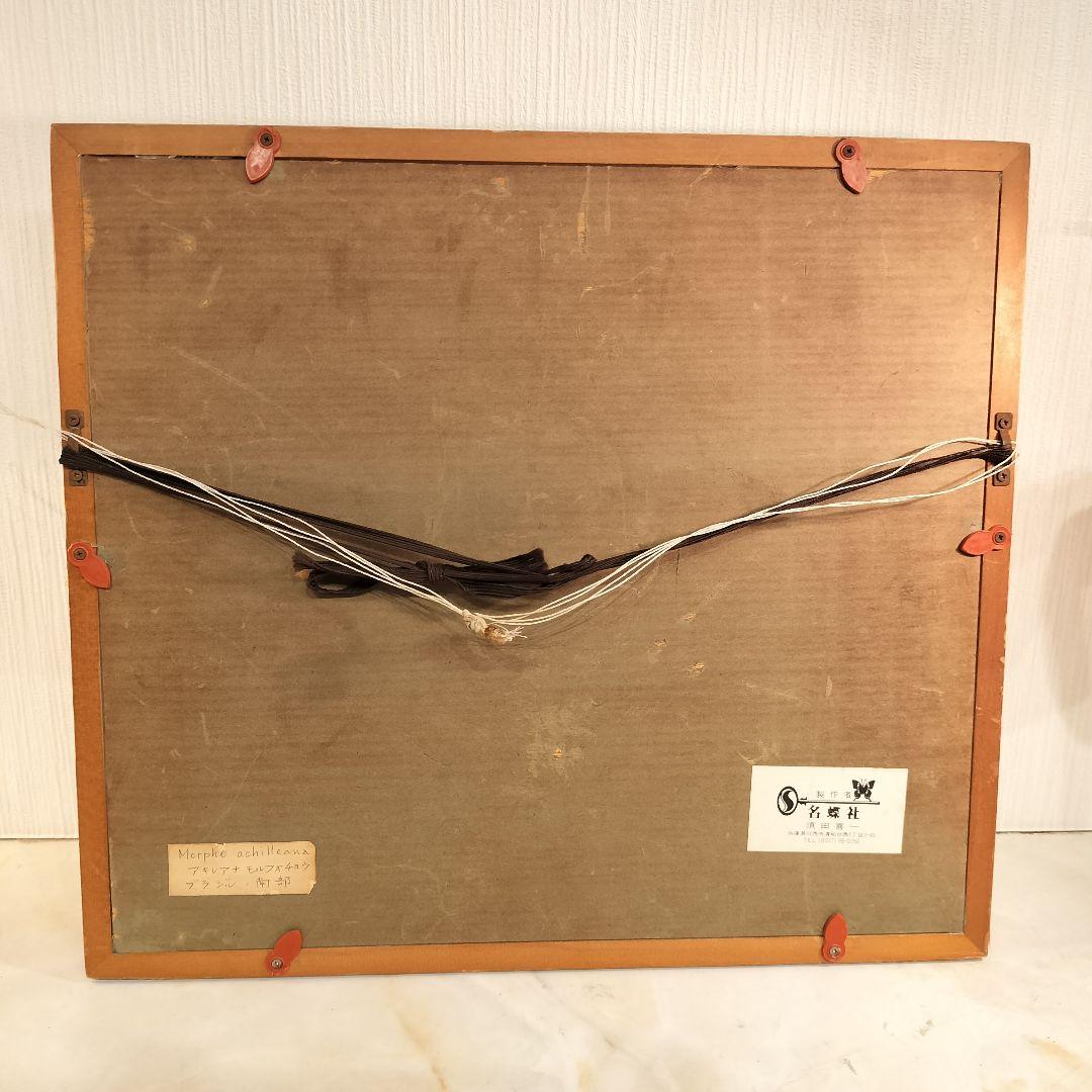 ヴィンテージアート 蝶の標本 モルフォ蝶