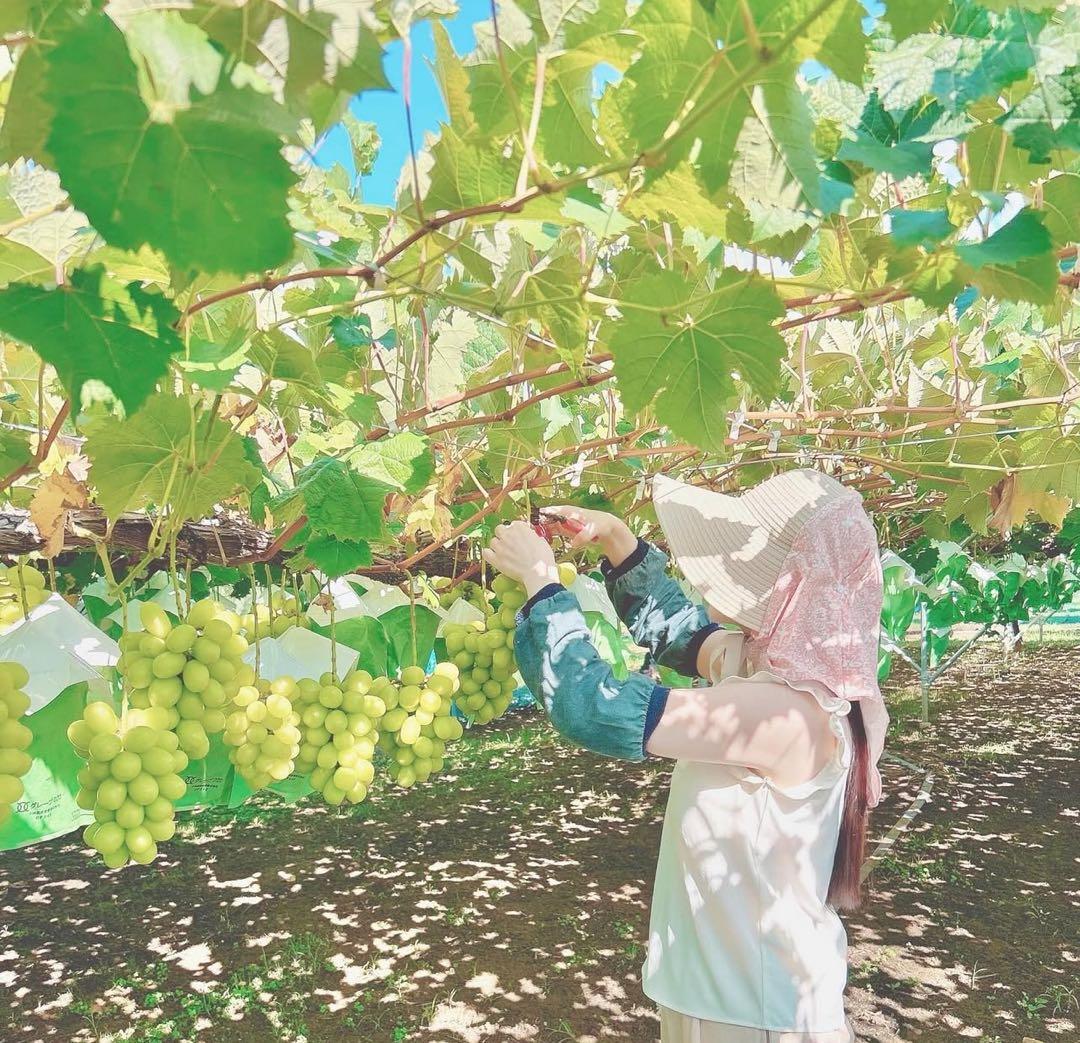 CocoRo♡farm シャインマスカット 3Kg