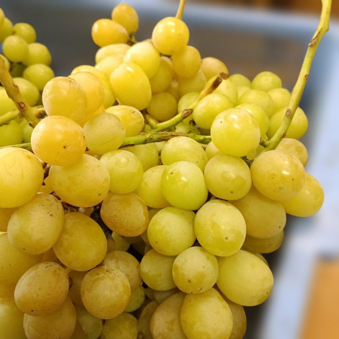 完熟多めシャインマスカット家庭用訳有り品