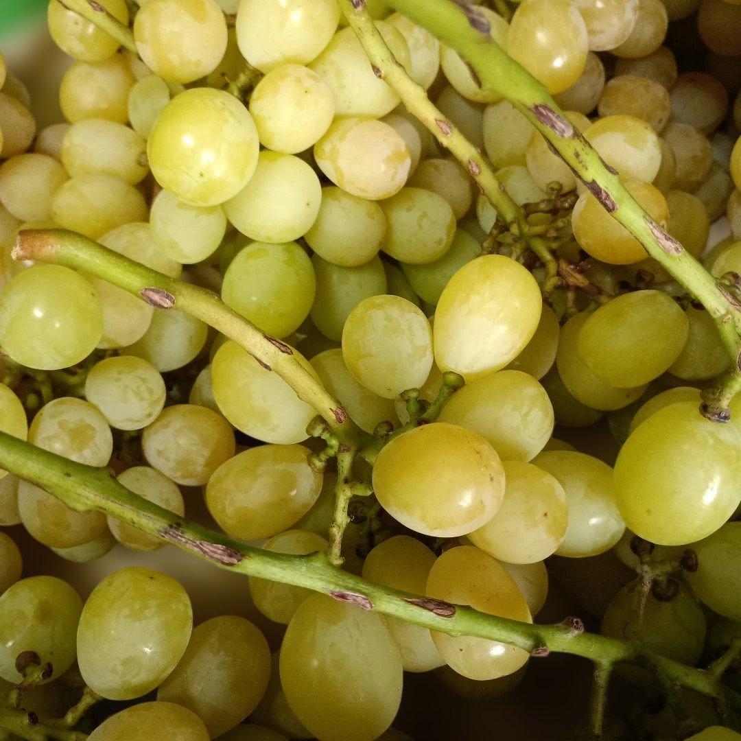 完熟多めシャインマスカット家庭用訳有り品