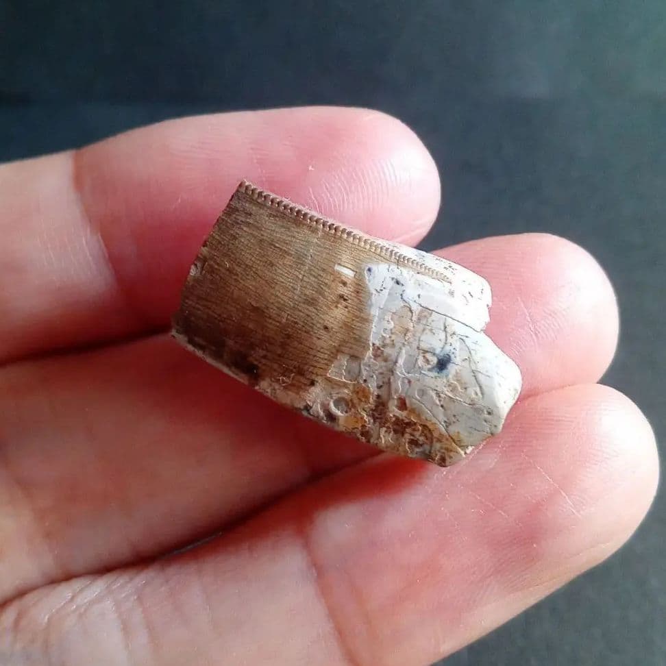 恐竜　化石　骨格　標本　アメリカ獣脚類　ティラノサウルス類　26mm