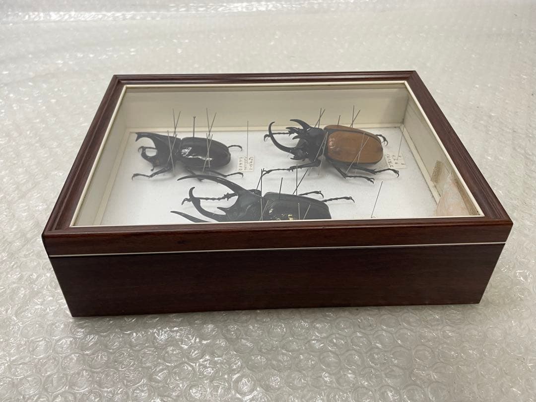 標本 名蝶社 カブトムシ クワガタ 3種 標本ケース入り