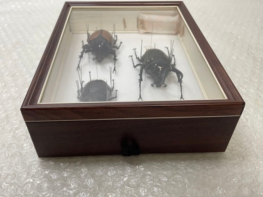 標本 名蝶社 カブトムシ クワガタ 3種 標本ケース入り