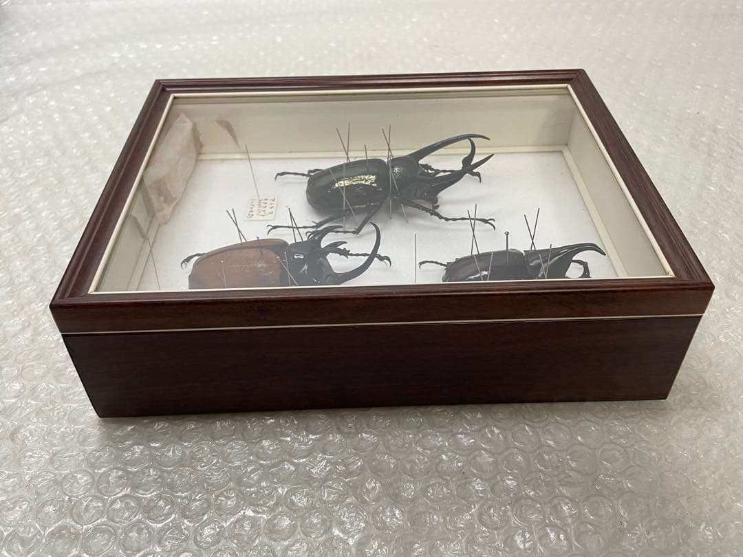 標本 名蝶社 カブトムシ クワガタ 3種 標本ケース入り
