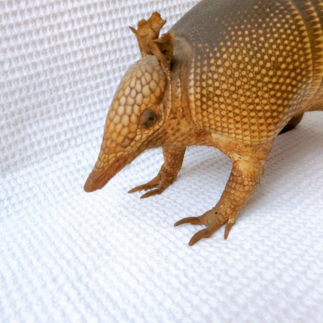 アルマジロ 剥製