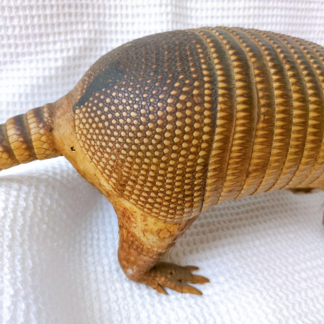 アルマジロ 剥製