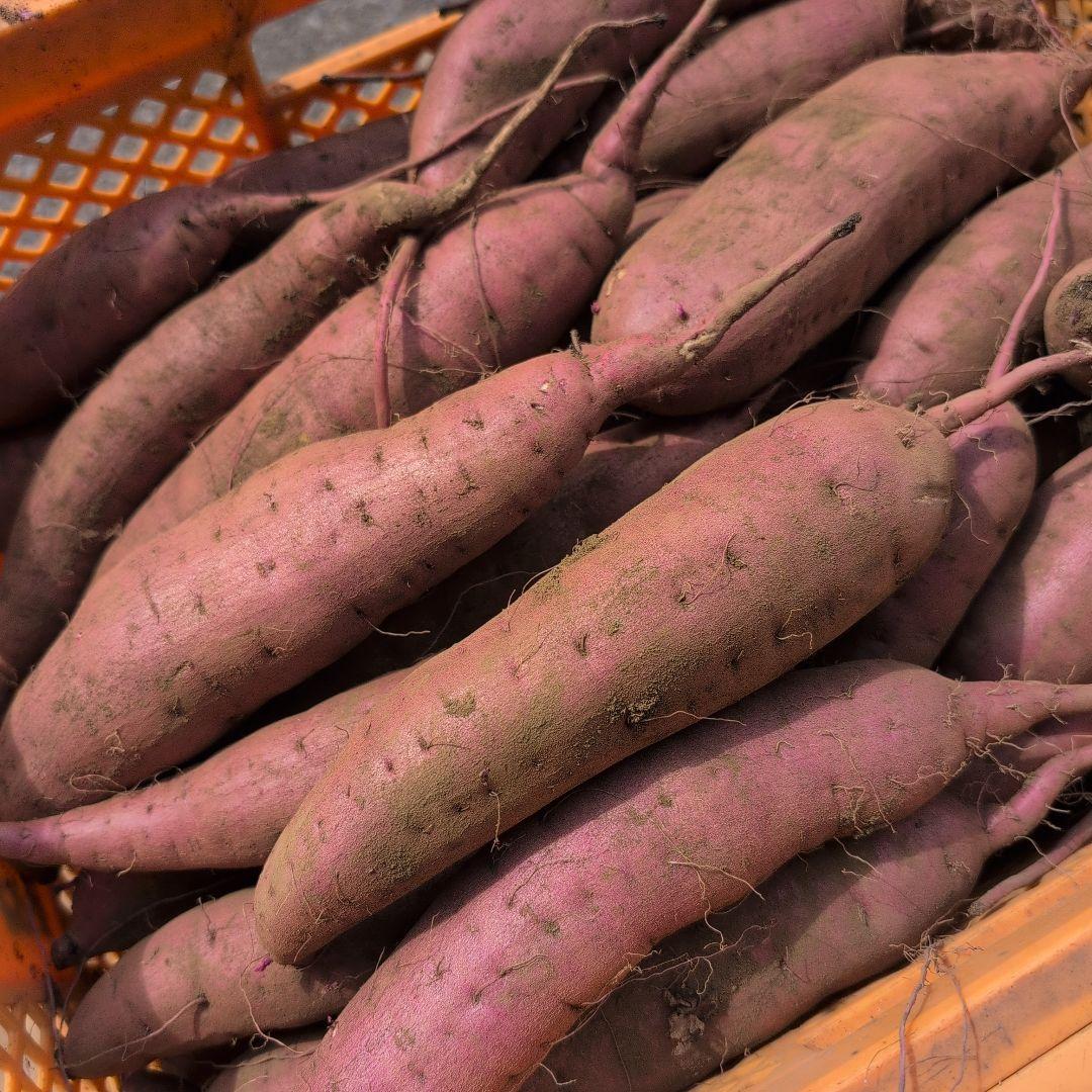 いっぽ　千葉県産　さつまいも　紅はるか　20キロ　優品　M.L