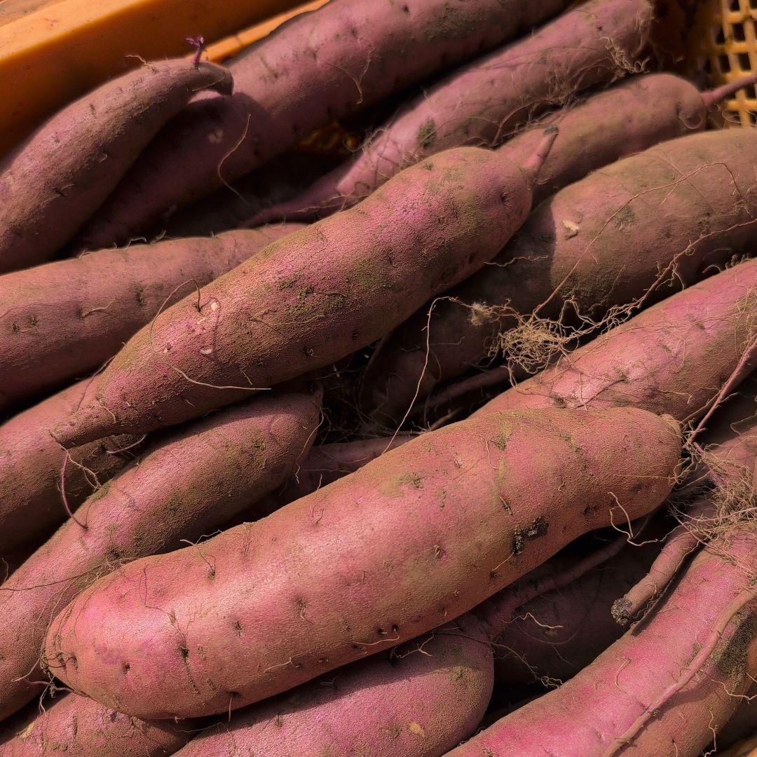 いっぽ　千葉県産　さつまいも　紅はるか　20キロ　優品　M.L