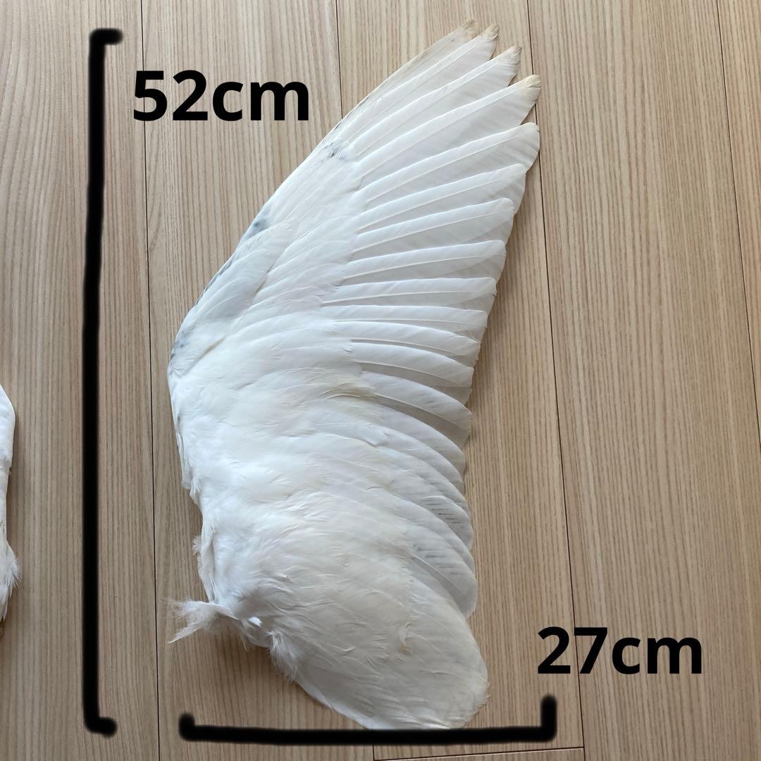 ダイサギの翼標本と尾標本