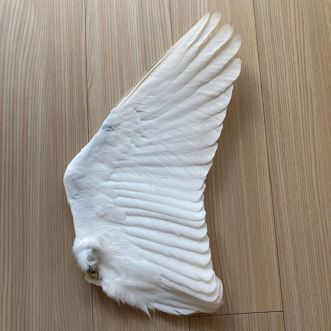 ダイサギの翼標本と尾標本