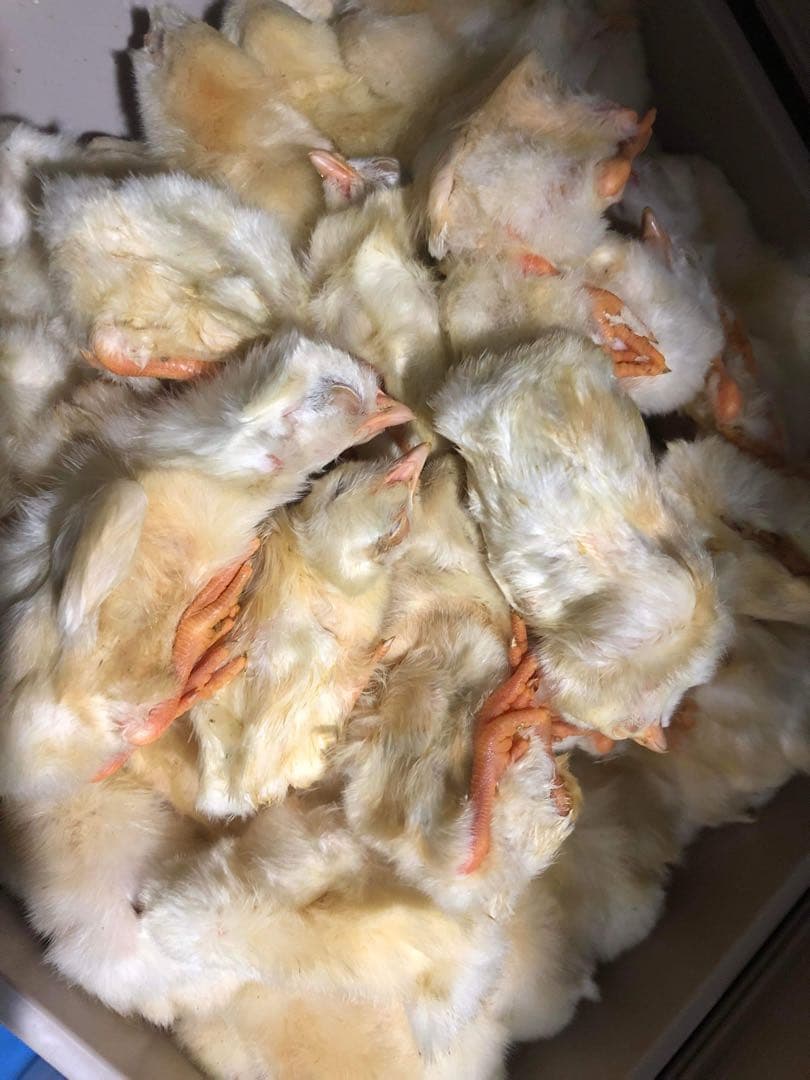 【国産】冷凍ヒヨコ 400羽　ふわふわ鮮度抜群！