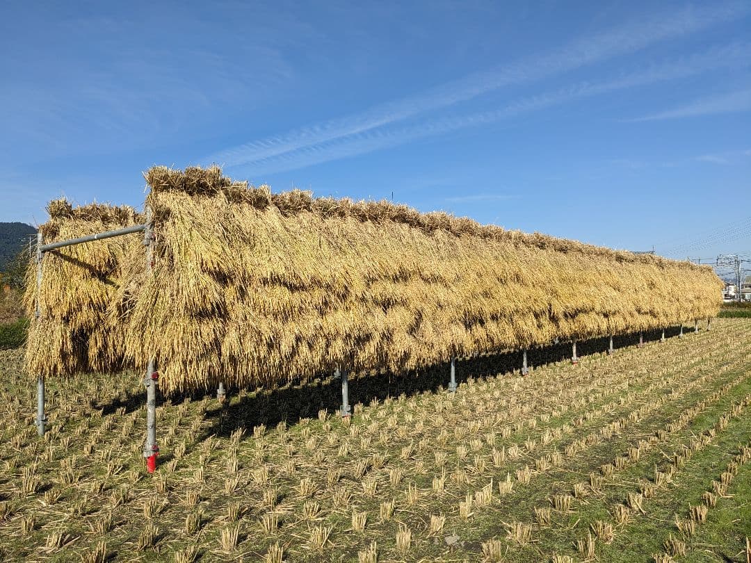 こだわりの餅米（もち米）玄米10kg [天日干し・無農薬・有機肥料・籾保存]_