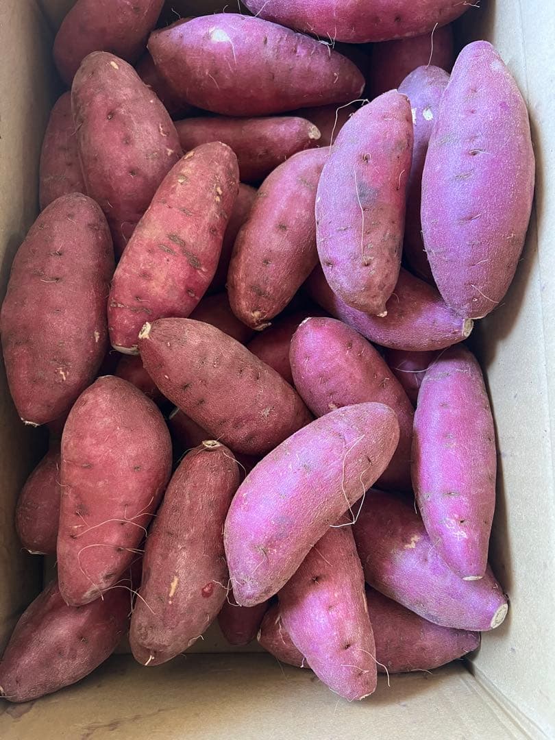 OIMOYA 栗かぐや10kシルク10kg