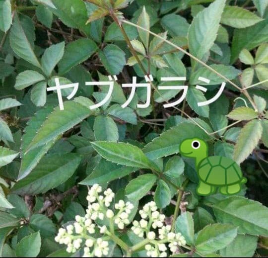 生葉/乾燥葉 ★セミオーダーページ★ ウサギ ハムスター リクガメ さん他