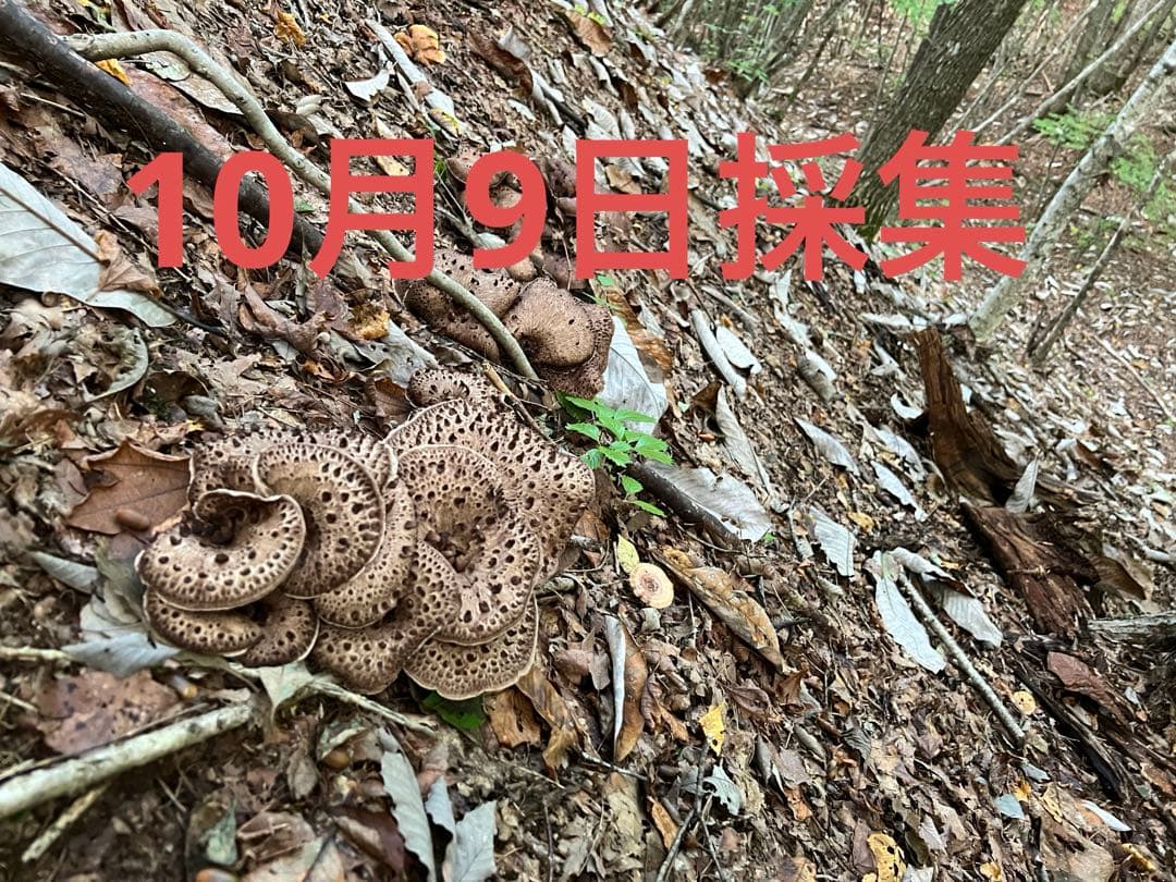 乾燥　香茸　概ねA等級　200g以上