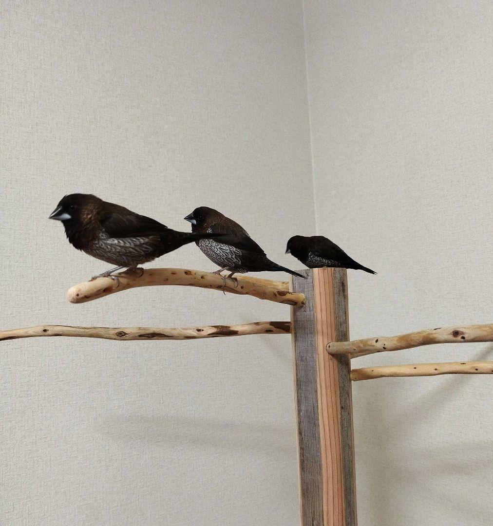 【小鳥〜中型鳥さん用】眺めのいい♬ゆったりバードスタンド