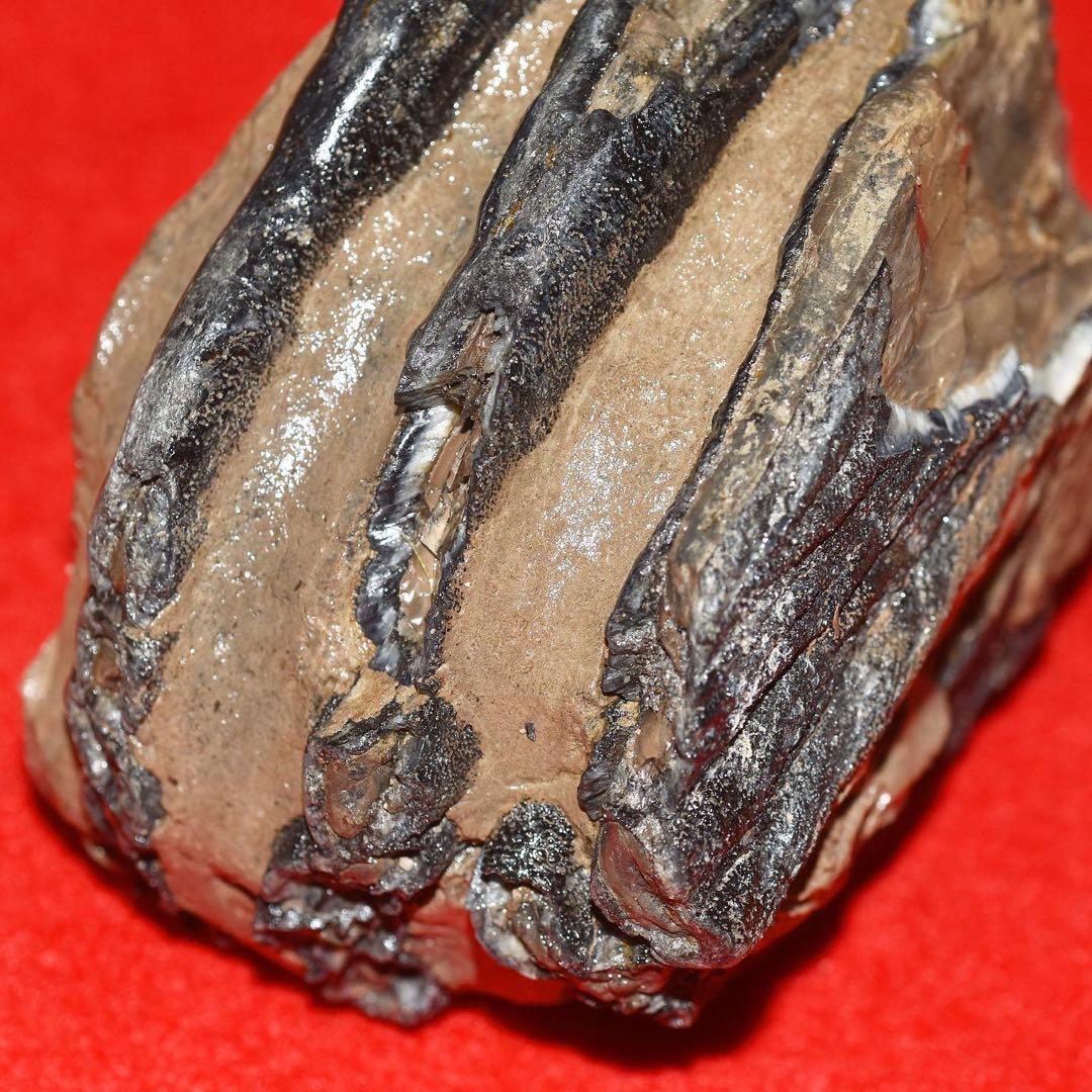 ハンガリー産 メリジオナリスゾウの臼歯化石