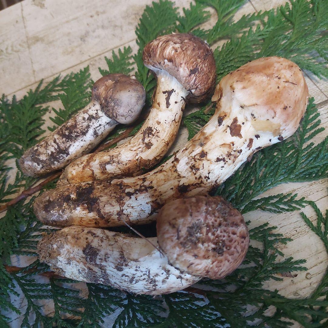 信州産♪松茸