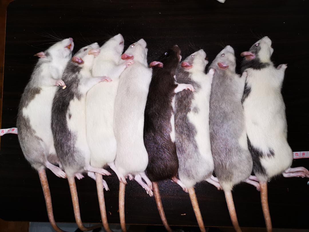 冷凍ラット〜540g 20cm程 8匹