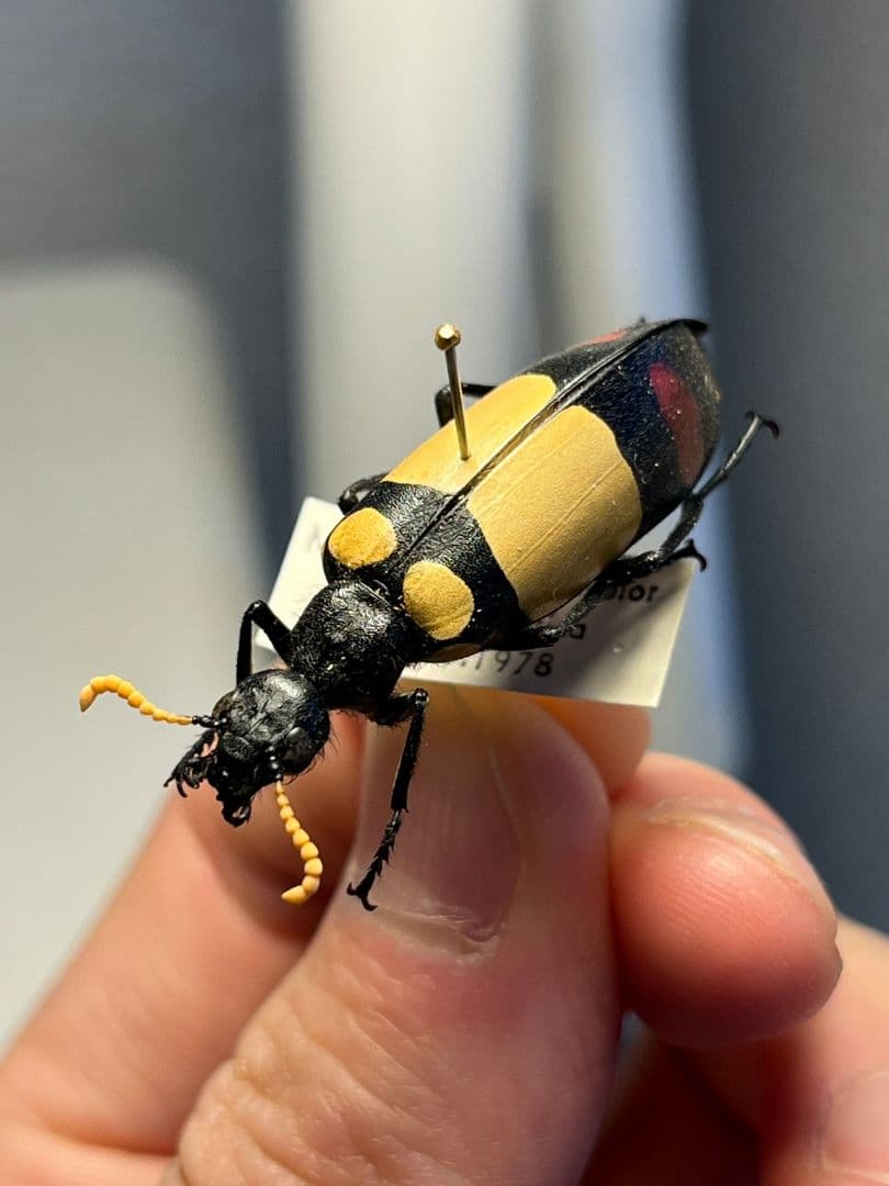 【36mm】ツチハンミョウ 中央アフリカ産 オサムシマイマイカブリ 昆虫標本