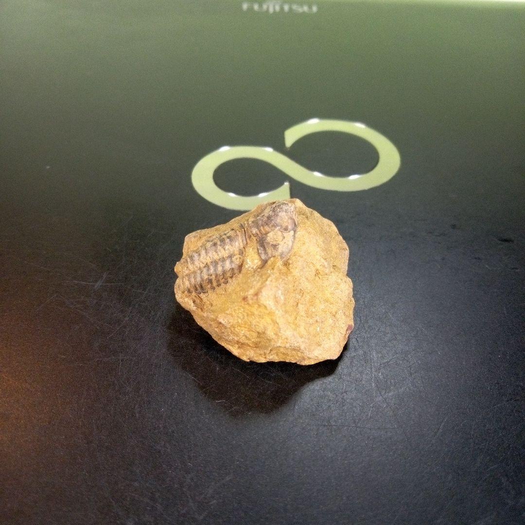 三葉虫　化石　fossil　ボリビア産　trilobite　南アメリカ化石郡③