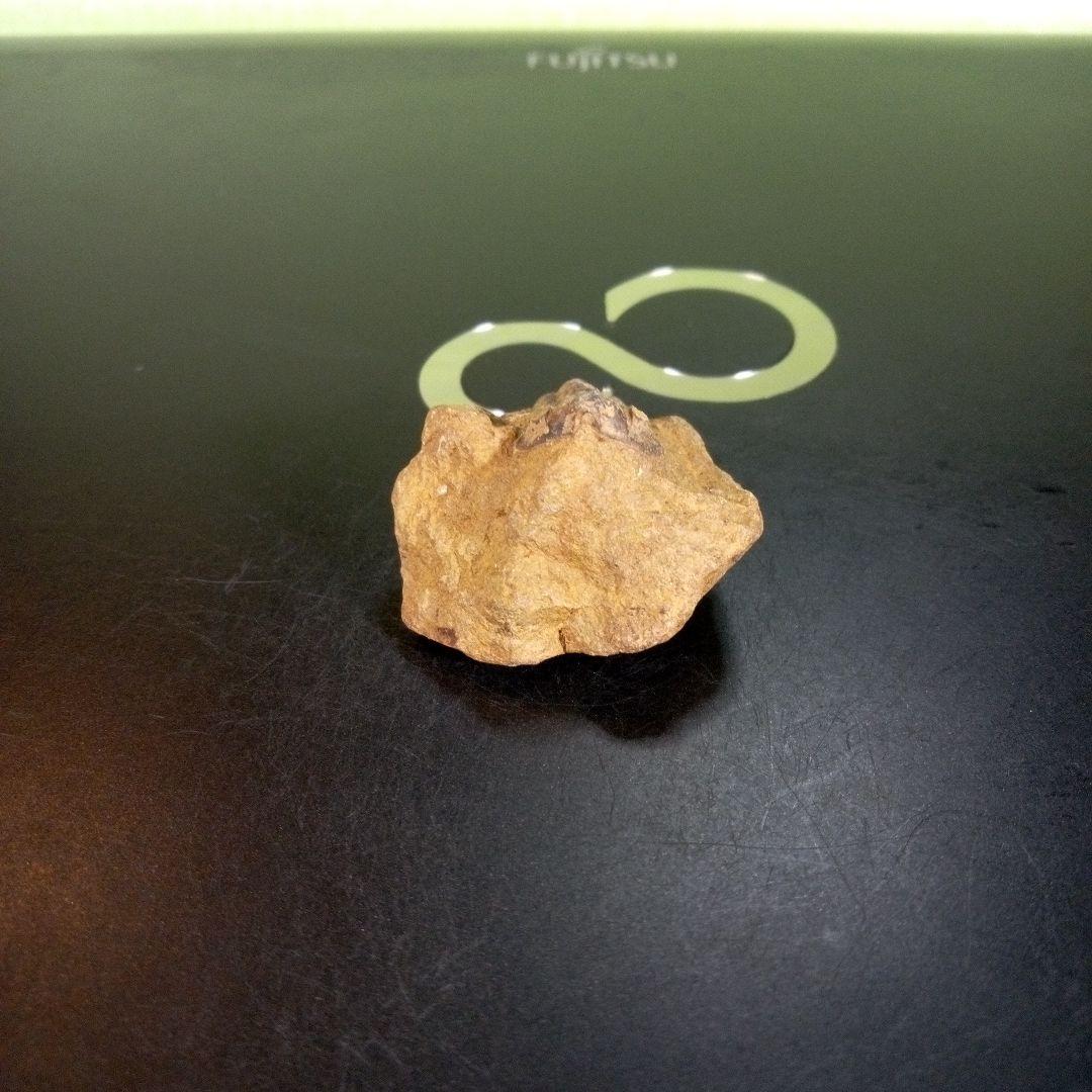 三葉虫　化石　fossil　ボリビア産　trilobite　南アメリカ化石郡③