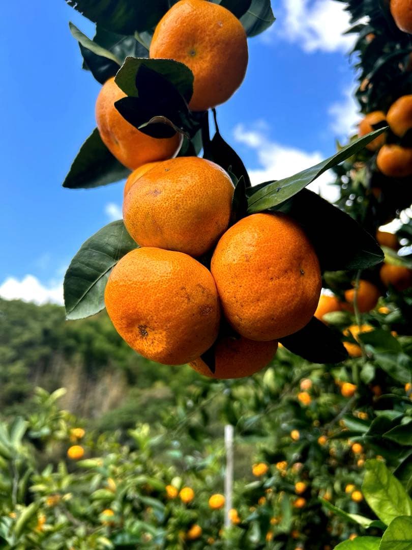 味濃く甘い！5キロ×3箱