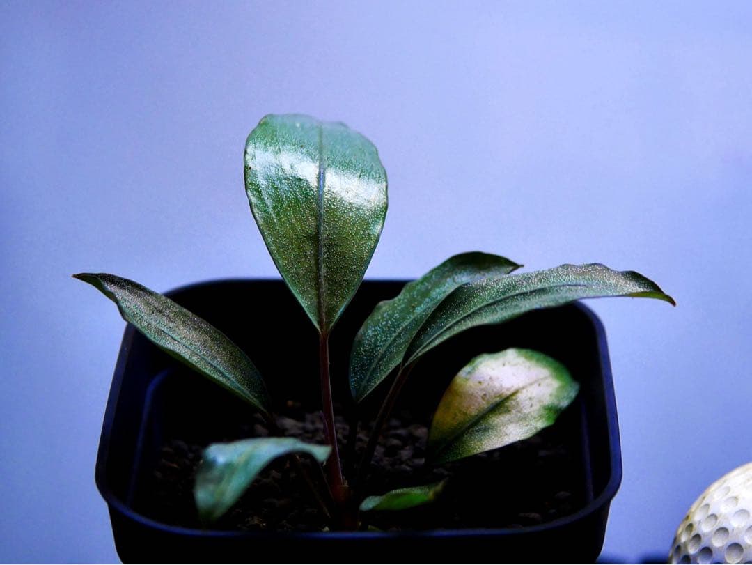 《激美＆激レア》ブセファランドラ『Pearl Gray』【完全水中葉】鉢植え株