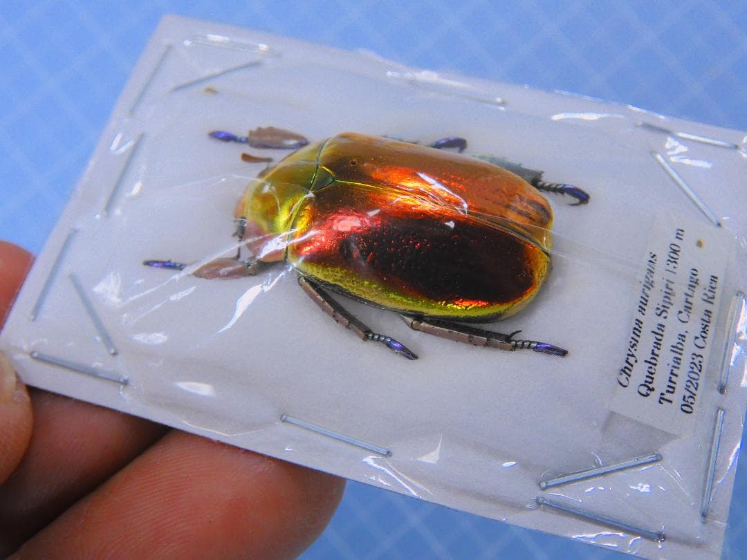 お買い得　アウリガヌスキンイロコガネ　27mm