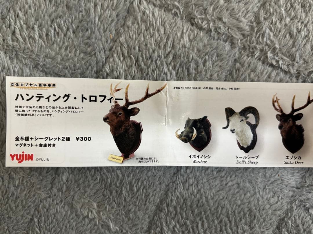ハンティングトロフィー　シークレット　エゾシカ　ヘラジカ　ドールシープ　骨格標本