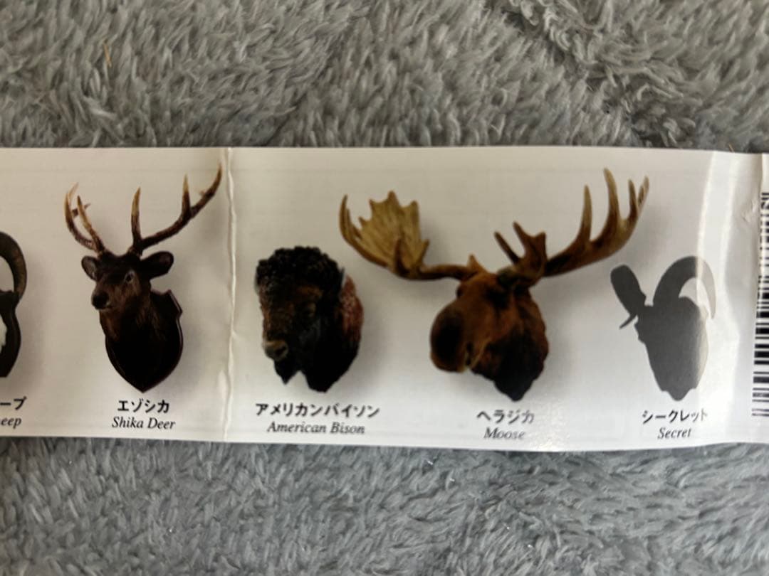 ハンティングトロフィー　シークレット　エゾシカ　ヘラジカ　ドールシープ　骨格標本
