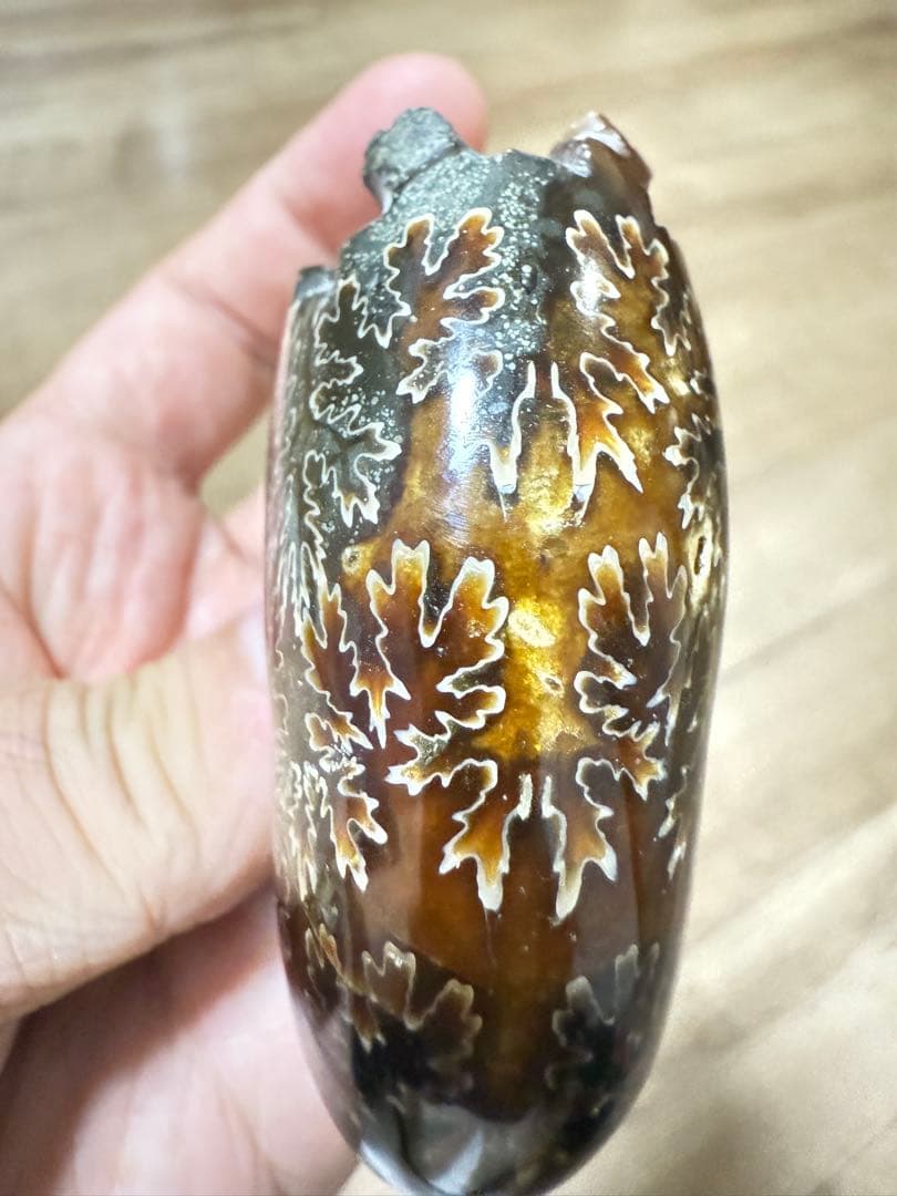 極美品マダガスカルのアンモナイト化石　2点セット　本物保証　希少な共生 送料無料