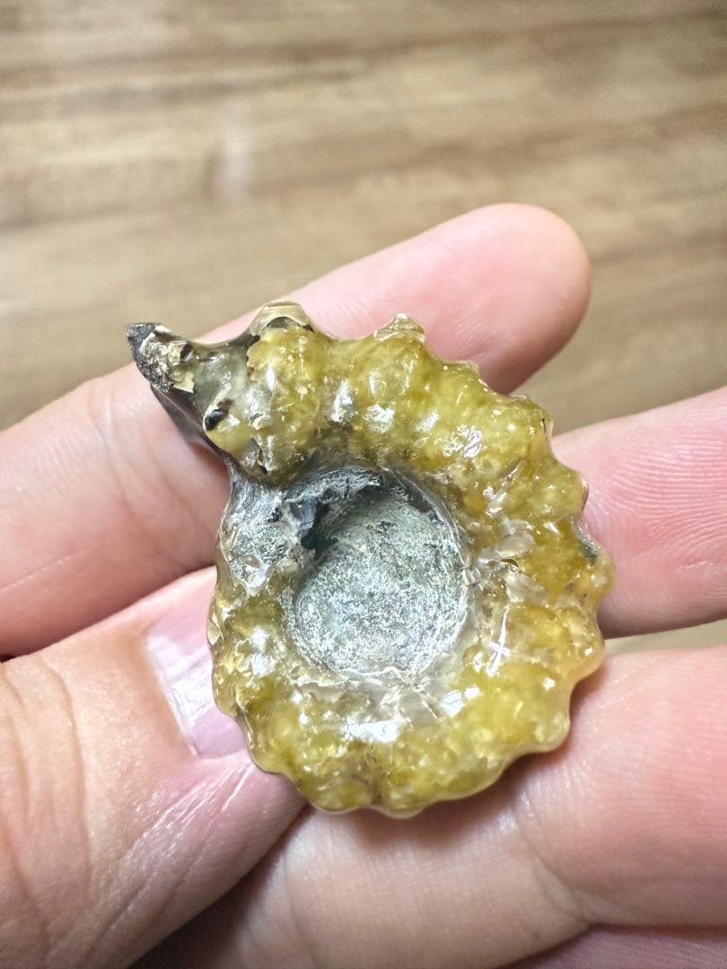 極美品マダガスカルのアンモナイト化石　2点セット　本物保証　希少な共生 送料無料