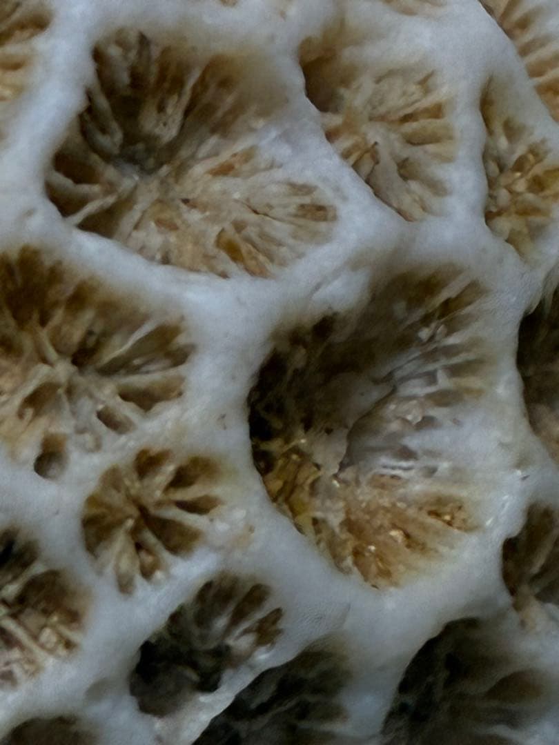 サンゴの化石 手のひらサイズ