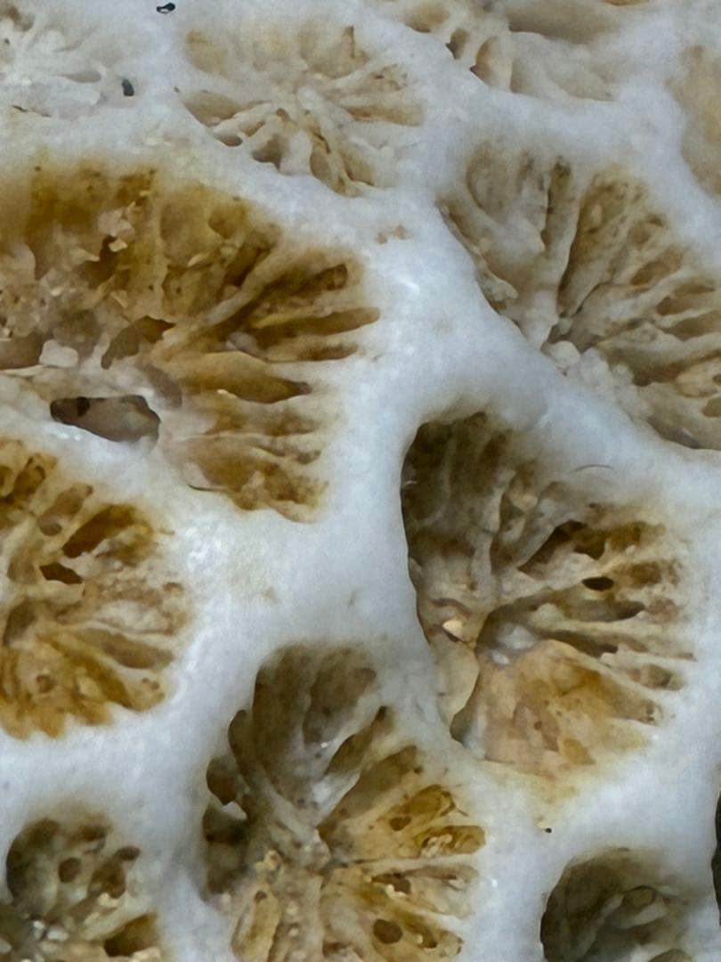 サンゴの化石 手のひらサイズ